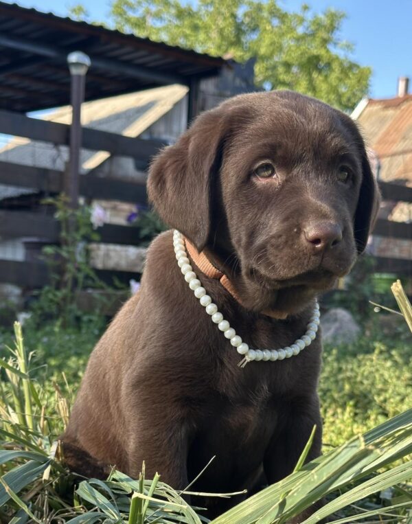 Naira Labrador Retriever