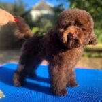 Nessa-female-Toy-Poodle-puppy-for-sale-1