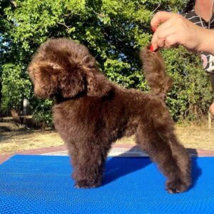 Nessa Toy Poodle Nessa Toy Poodle
