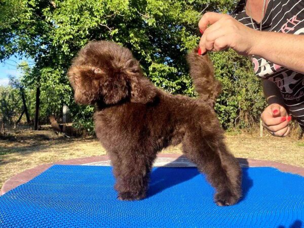 Nessa Toy Poodle