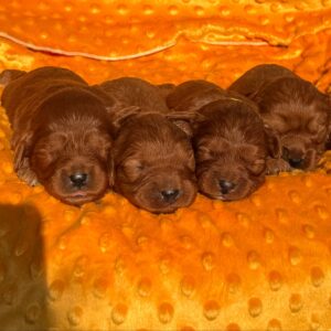 New Litter Cavapoo