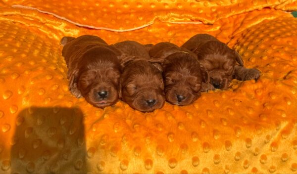 New Litter Cavapoo New Litter Cavapoo