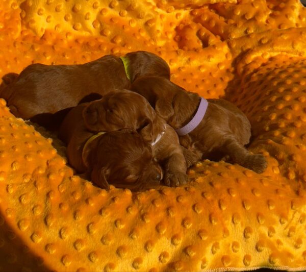 New Litter Cavapoo New Litter Cavapoo