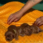 New-litter-cavapoo-puppy-for-sale- (3)