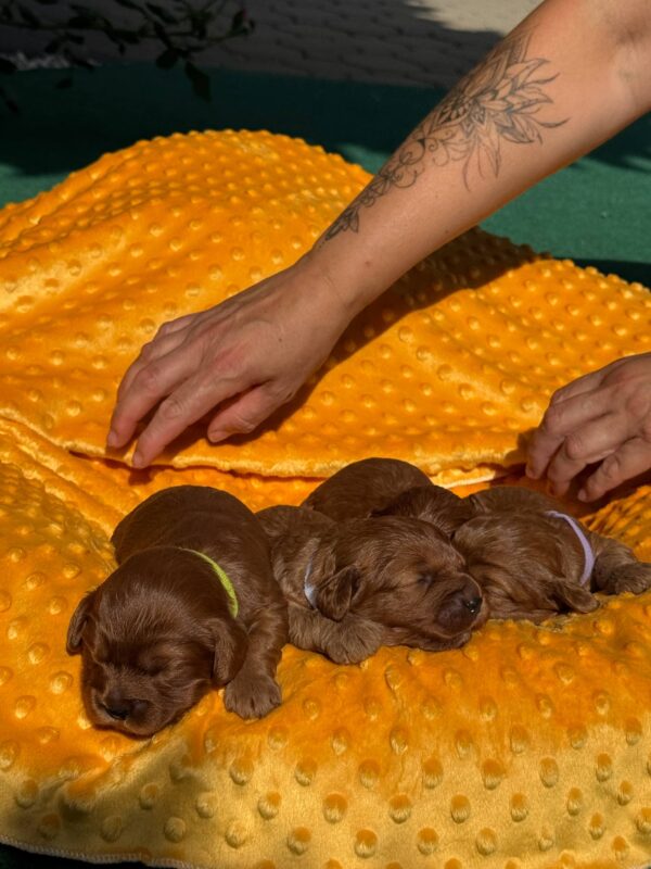New Litter Cavapoo New Litter Cavapoo