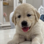 Nikas-male-golden-retriver-puppy-for-sale-1 (1)