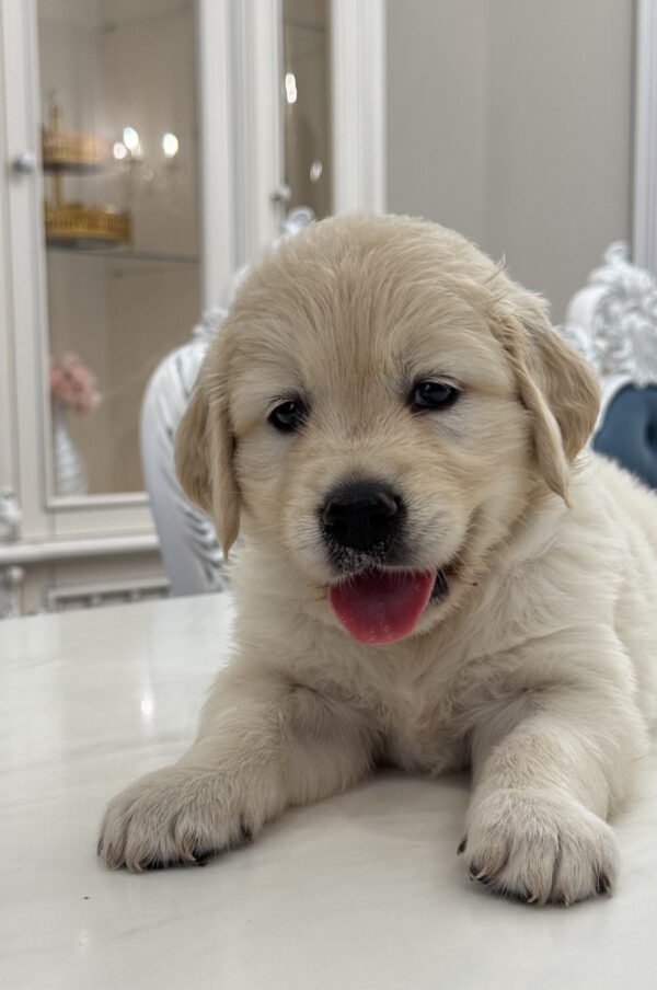 Nikas Golden Retriever Nikas Golden Retriever