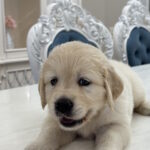 Nikas-male-golden-retriver-puppy-for-sale-1 (2)