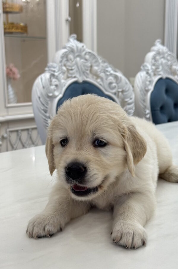 Nikas Golden Retriever Nikas Golden Retriever