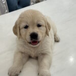 Nike Golden Retriever