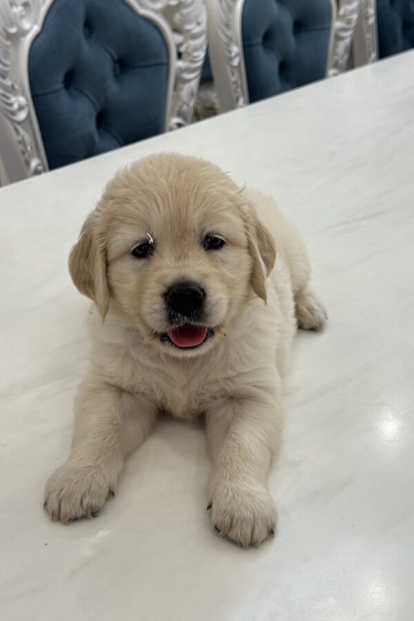 Nikas Golden Retriever Nikas Golden Retriever