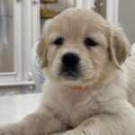 Nike-female-golden-retriver-puppy-for-sale-1 (1)