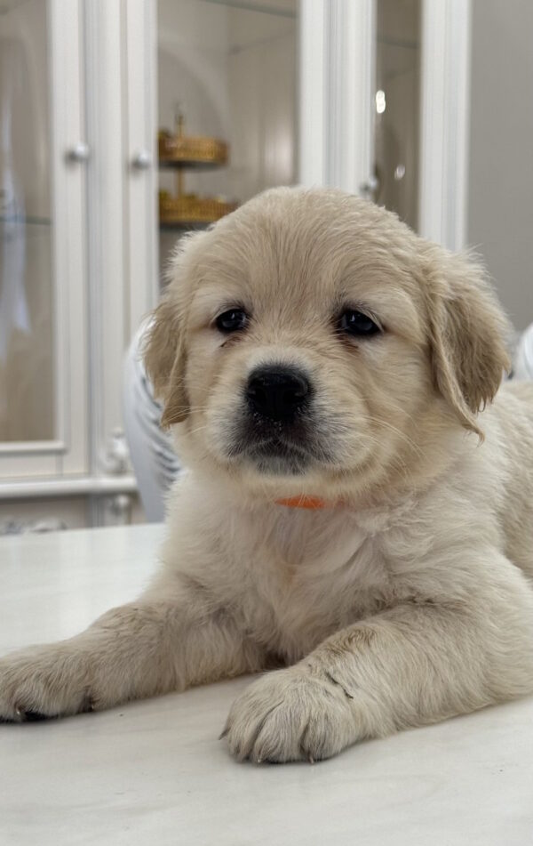 Nike Golden Retriever Nike Golden Retriever