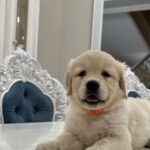 Nike-female-golden-retriver-puppy-for-sale-1 (2)