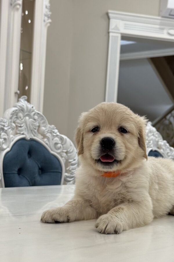 Nike Golden Retriever Nike Golden Retriever