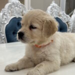 Nike-female-golden-retriver-puppy-for-sale-1 (3)