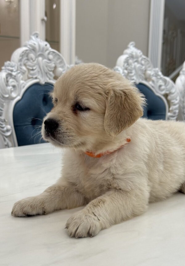 Nike Golden Retriever Nike Golden Retriever