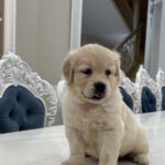Nike-female-golden-retriver-puppy-for-sale-1 (4)