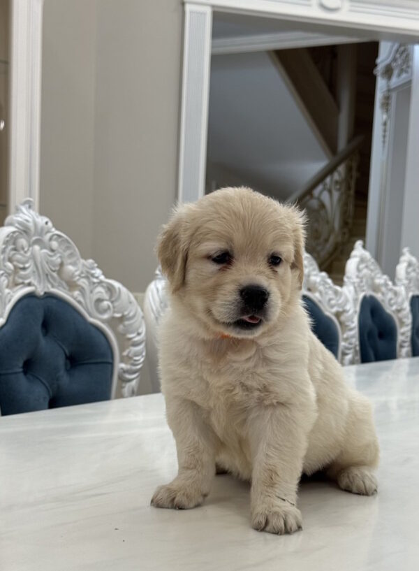 Nike Golden Retriever Nike Golden Retriever