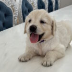 Niva-female-golden-retriver-puppy-for-sale-1 (1)