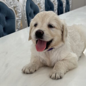 Niva Golden Retriever Niva Golden Retriever