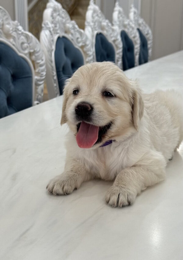 Niva Golden Retriever Niva Golden Retriever