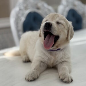 Niva Golden Retriever Niva Golden Retriever