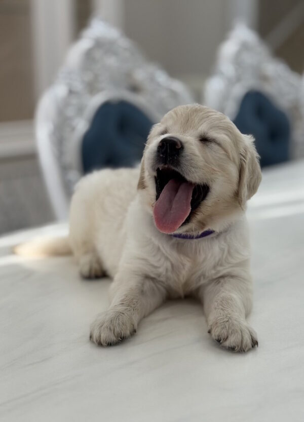 Niva Golden Retriever Niva Golden Retriever