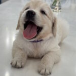 Niva-female-golden-retriver-puppy-for-sale-1 (3)