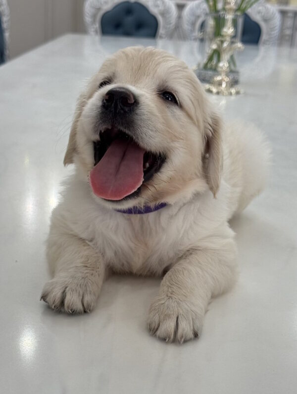 Niva Golden Retriever Niva Golden Retriever