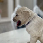 Niva-female-golden-retriver-puppy-for-sale-1 (4)