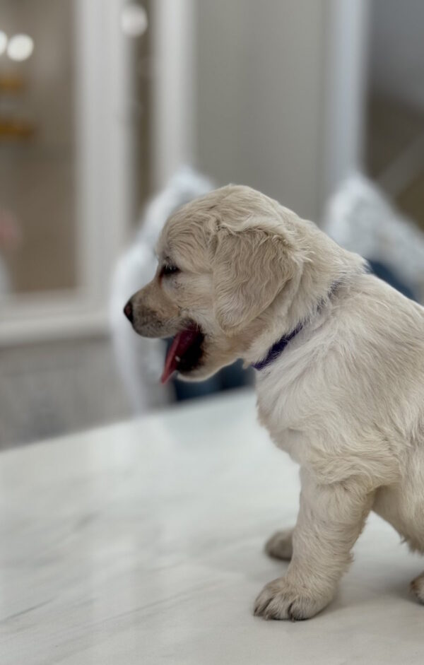 Niva Golden Retriever Niva Golden Retriever