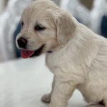 Niva-female-golden-retriver-puppy-for-sale-1 (5)