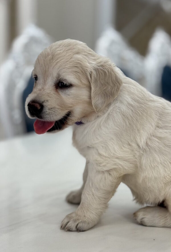 Niva Golden Retriever Niva Golden Retriever