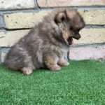 Petra-female-German-Spitz-puppy-for-sale-1 (1)