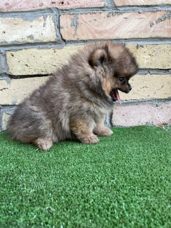 Petra German Spitz Petra German Spitz