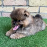 Petra-female-German-Spitz-puppy-for-sale-1 (2)