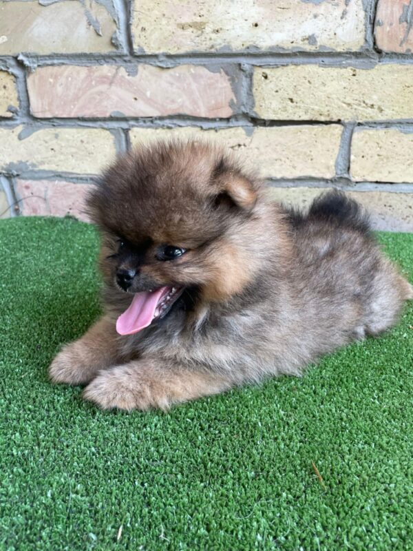 Petra German Spitz Petra German Spitz