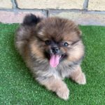 Petra-female-German-Spitz-puppy-for-sale-1 (3)