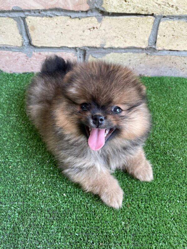 Petra German Spitz Petra German Spitz