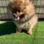 Petra-female-german-spitz-puppy-for-sale- (1)