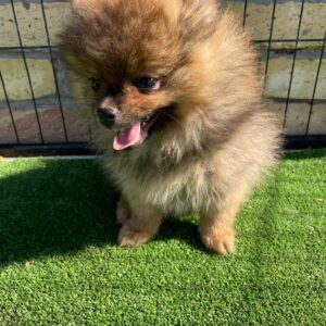 Petra German Spitz