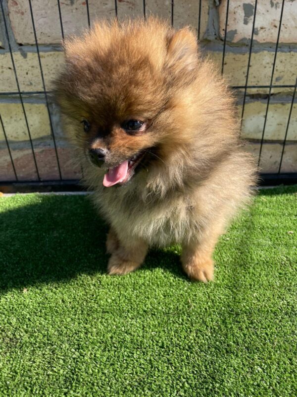 Petra German Spitz Petra German Spitz