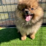 Petra-female-german-spitz-puppy-for-sale- (2)