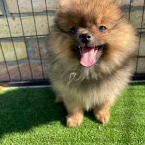 Petra German Spitz