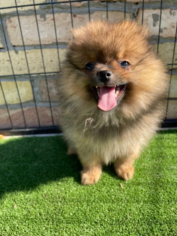 Petra German Spitz Petra German Spitz