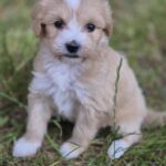Pixie-female-maltipoo-puppy-for-sale-1