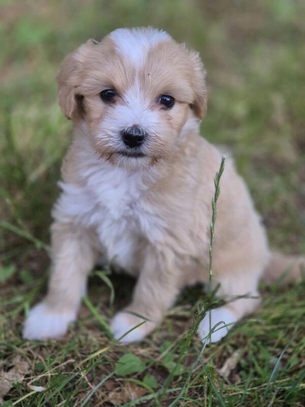 Pixie Maltipoo Pixie Maltipoo