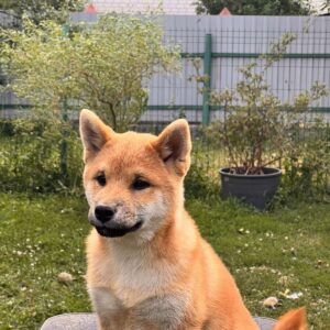 Porsche Shiba Inu Porsche Shiba Inu