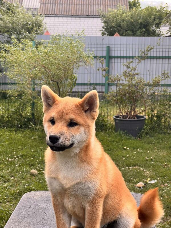 Porsche Shiba Inu Porsche Shiba Inu